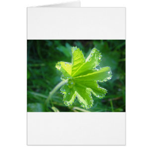 Leuchtendes Blatt mit Wassertropfen