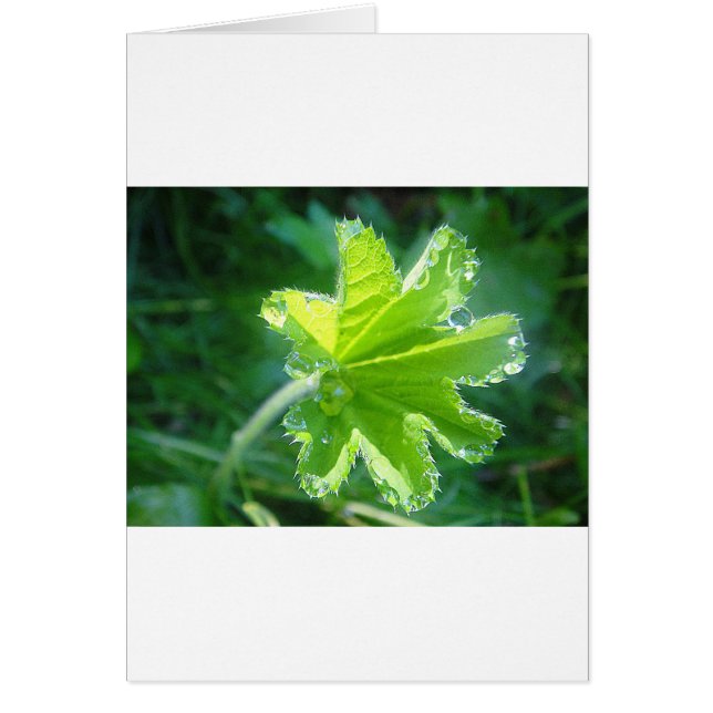 Leuchtendes Blatt mit Wassertropfen (Vorne)