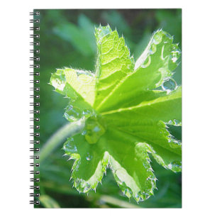 Leuchtendes Blatt mit Wassertropfen Notizblock