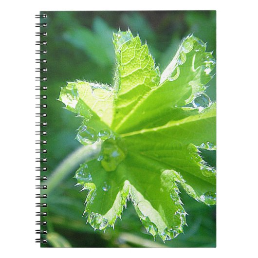 Leuchtendes Blatt mit Wassertropfen Notizblock (Vorderseite)