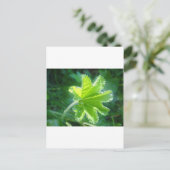 Leuchtendes Blatt mit Wassertropfen Postkarte (Stehend Vorderseite)