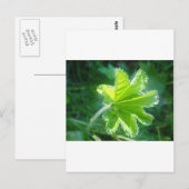 Leuchtendes Blatt mit Wassertropfen Postkarte (Vorne/Hinten)
