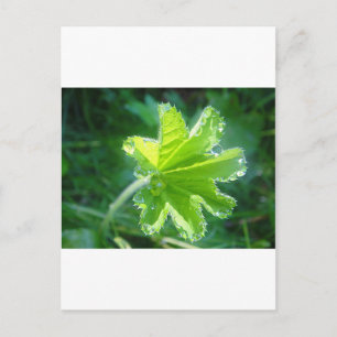 Leuchtendes Blatt mit Wassertropfen Postkarte