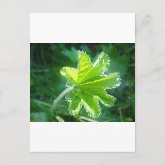 Leuchtendes Blatt mit Wassertropfen Postkarte (Vorderseite)