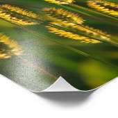 leuchtendes Gras - Foto (Ecke)