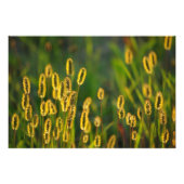 leuchtendes Gras - Foto (Vorne)