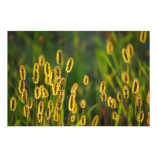 leuchtendes Gras - Foto