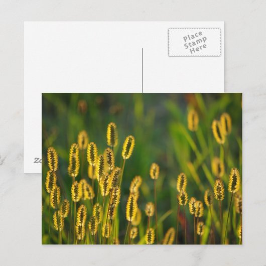 leuchtendes Gras - Postkarte (Vorne/Hinten)