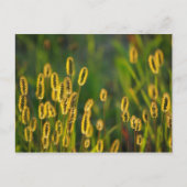 leuchtendes Gras - Postkarte (Vorderseite)