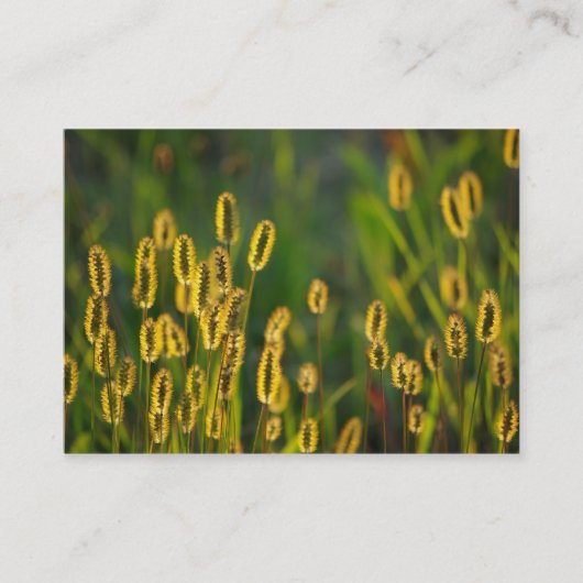 Leuchtendes Gras - Visitenkarte (Vorderseite)