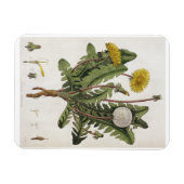 Leuchter (Farbgravur) Magnet (Horizontal)