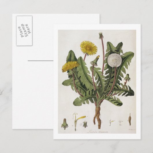 Leuchter (Farbgravur) Postkarte (Vorne/Hinten)