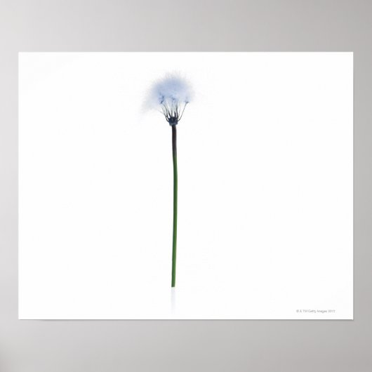 Leuchter-Stamm auf weißem Hintergrund Poster (Vorne)