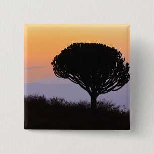 Leuchterbaum silhouettiert bei Sonnenaufgang, Button