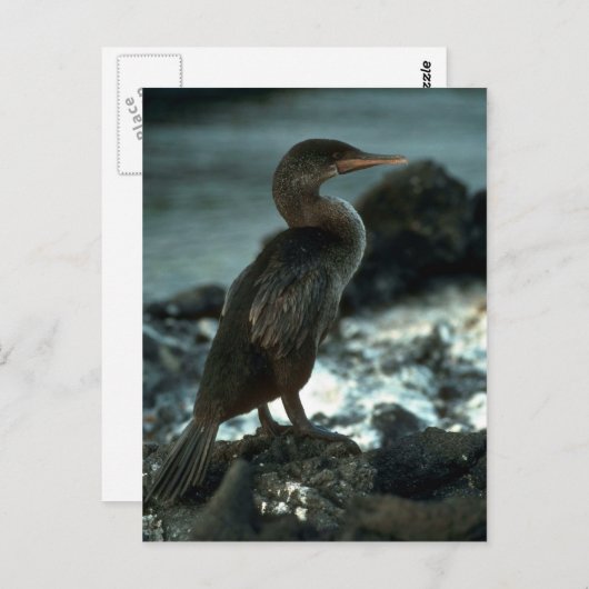 Leuchtloser Kormoran Postkarte (Vorne/Hinten)