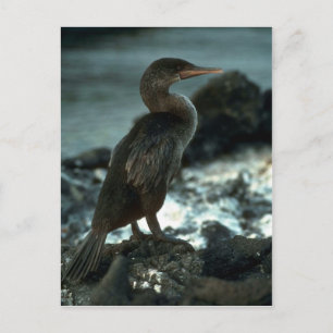 Leuchtloser Kormoran Postkarte