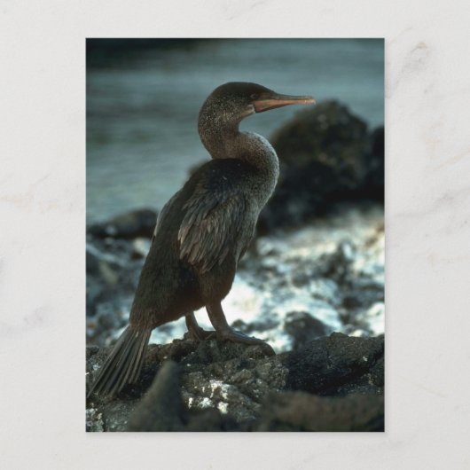 Leuchtloser Kormoran Postkarte (Vorderseite)