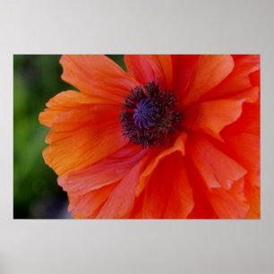 Leuchtorange-Mohnblume Poster