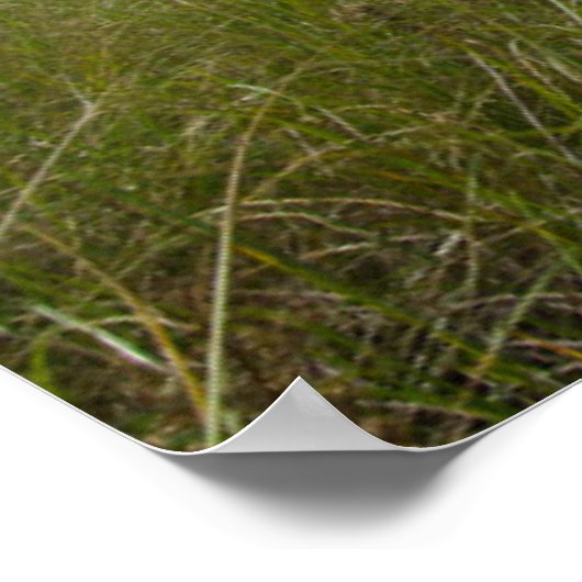 Leuchttürme | Leuchtturm Massachusetts Poster (Ecke)