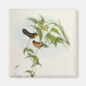 Leucippus Fallax Magnet (Vorne)