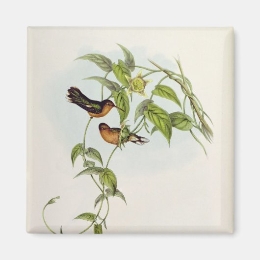 Leucippus Fallax Magnet (Vorne)