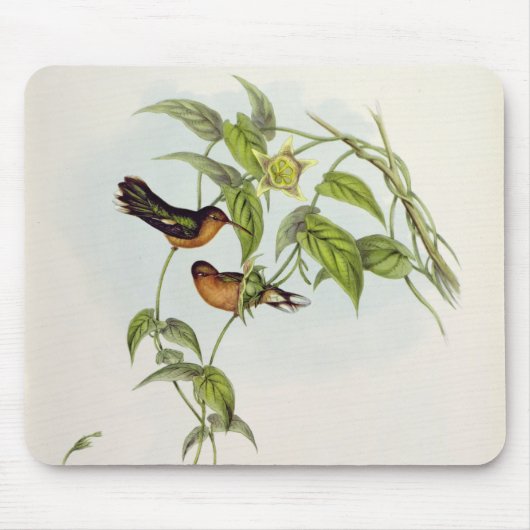 Leucippus Fallax Mousepad (Vorne)