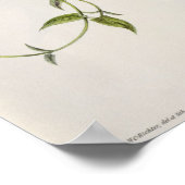 Leucippus Fallax Poster (Ecke)