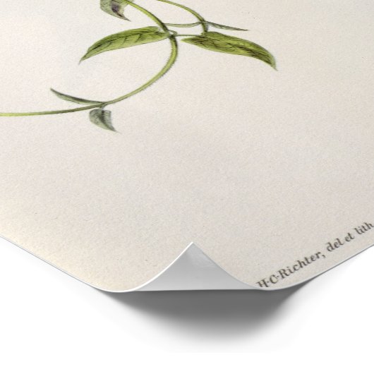 Leucippus Fallax Poster (Ecke)