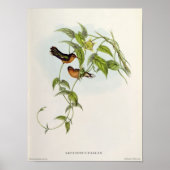 Leucippus Fallax Poster (Vorne)