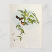 Leucippus Fallax Postkarte (Vorderseite)