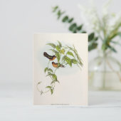 Leucippus Fallax Postkarte (Stehend Vorderseite)