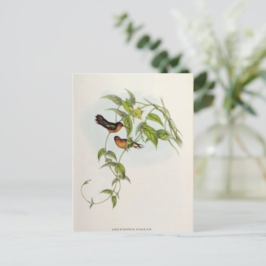 Leucippus Fallax Postkarte (Stehend Vorderseite)