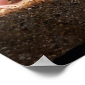 Leucistic Axolotl Poster (Ecke)