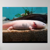 Leucistic Axolotl Poster (Vorne)