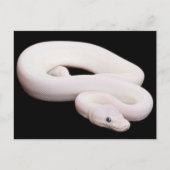 Leucistic Ball Python Postkarte (Vorderseite)