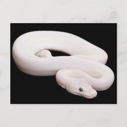 Leucistic Ball Python Postkarte (Vorderseite)