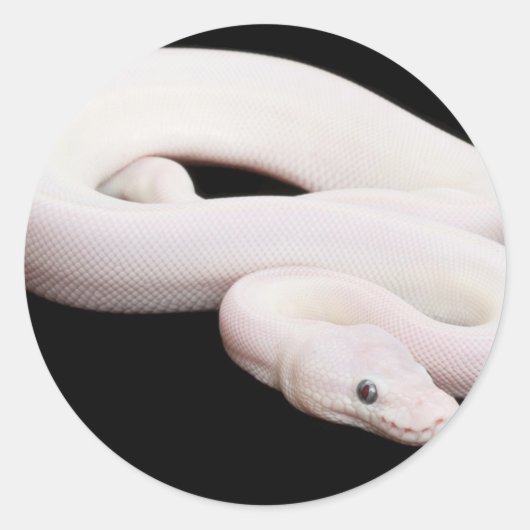 Leucistic Ball Python Runder Aufkleber (Vorderseite)
