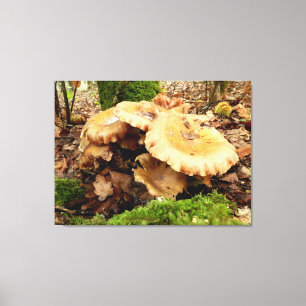 Leucopaxillus giganteus Pilz Canvas Print Leinwanddruck