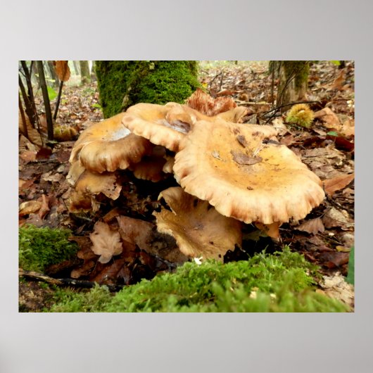 Leucopaxillus giganteus Pilzdoster Poster (Vorne)