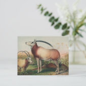 Leucoryx Antelope von Joseph Wolf Postkarte (Stehend Vorderseite)