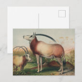 Leucoryx Antelope von Joseph Wolf Postkarte (Vorne/Hinten)