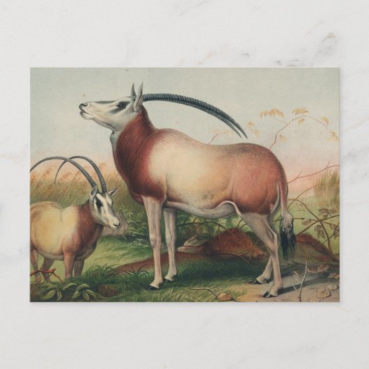 Leucoryx Antelope von Joseph Wolf Postkarte (Vorderseite)