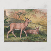 Leucoryx von Joseph Wolf Postkarte (Vorderseite)