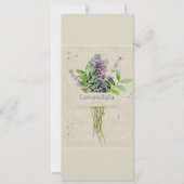 Levandula spica (Vorderseite)