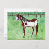 Levi Paint Horse Postkarte (Vorne/Hinten)