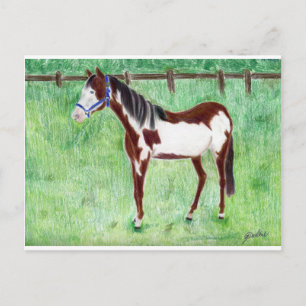 Levi Paint Horse Postkarte