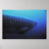 Leviathan Poster (Vorne)