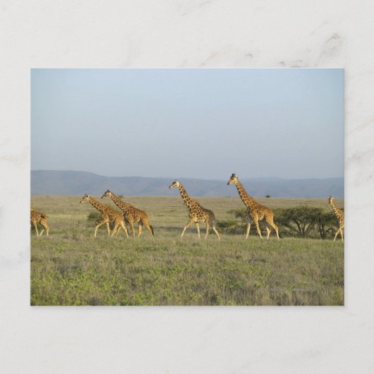 Lewa Wildlife Conservancy, Kenia Postkarte (Vorderseite)