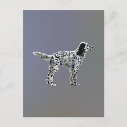 Lewellin Setter Postkarte (Vorderseite)