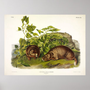 Lewis' Marmot, Gelbbblasser Marmot von Audubon Poster